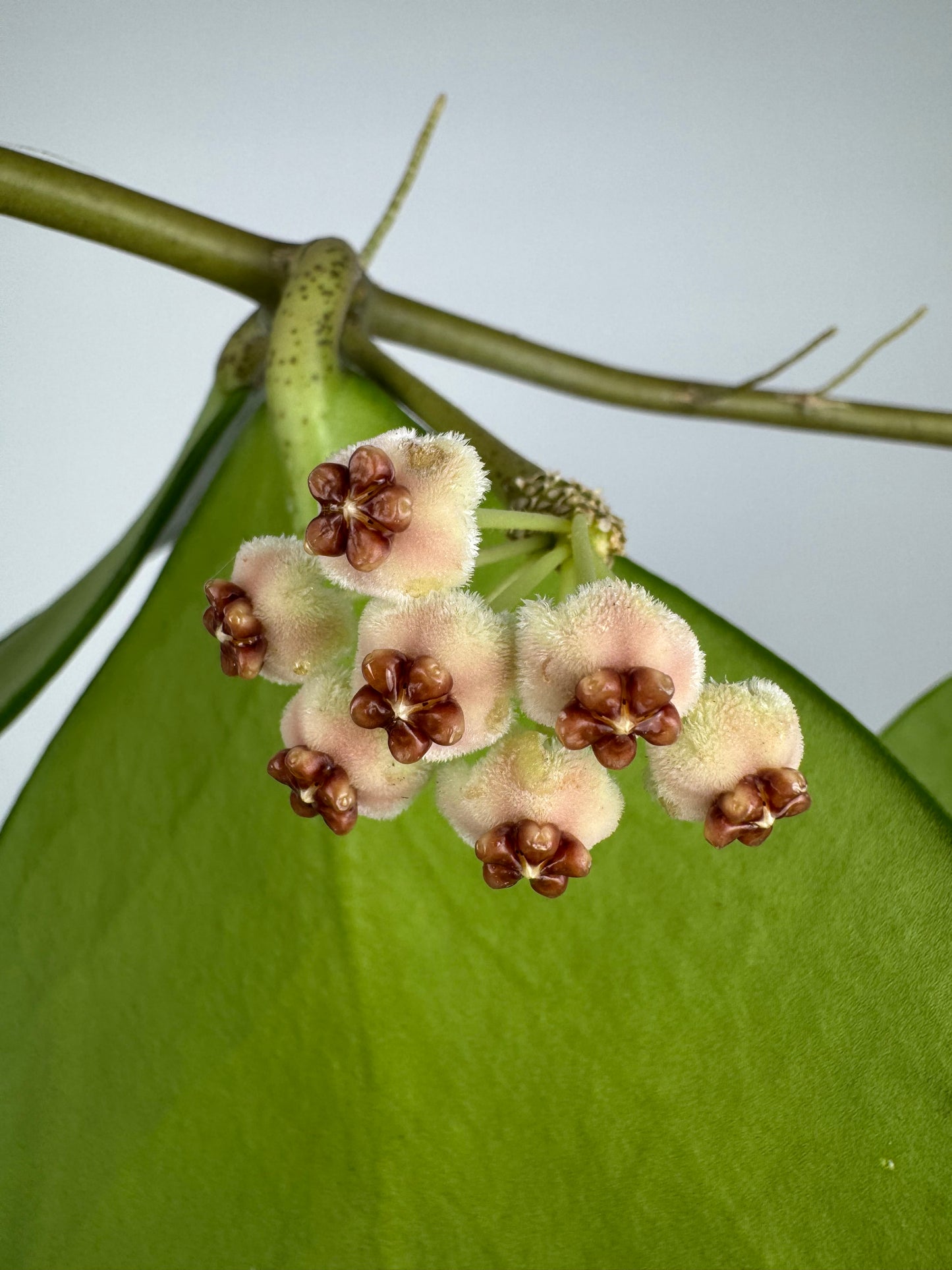Hoya Kerrii