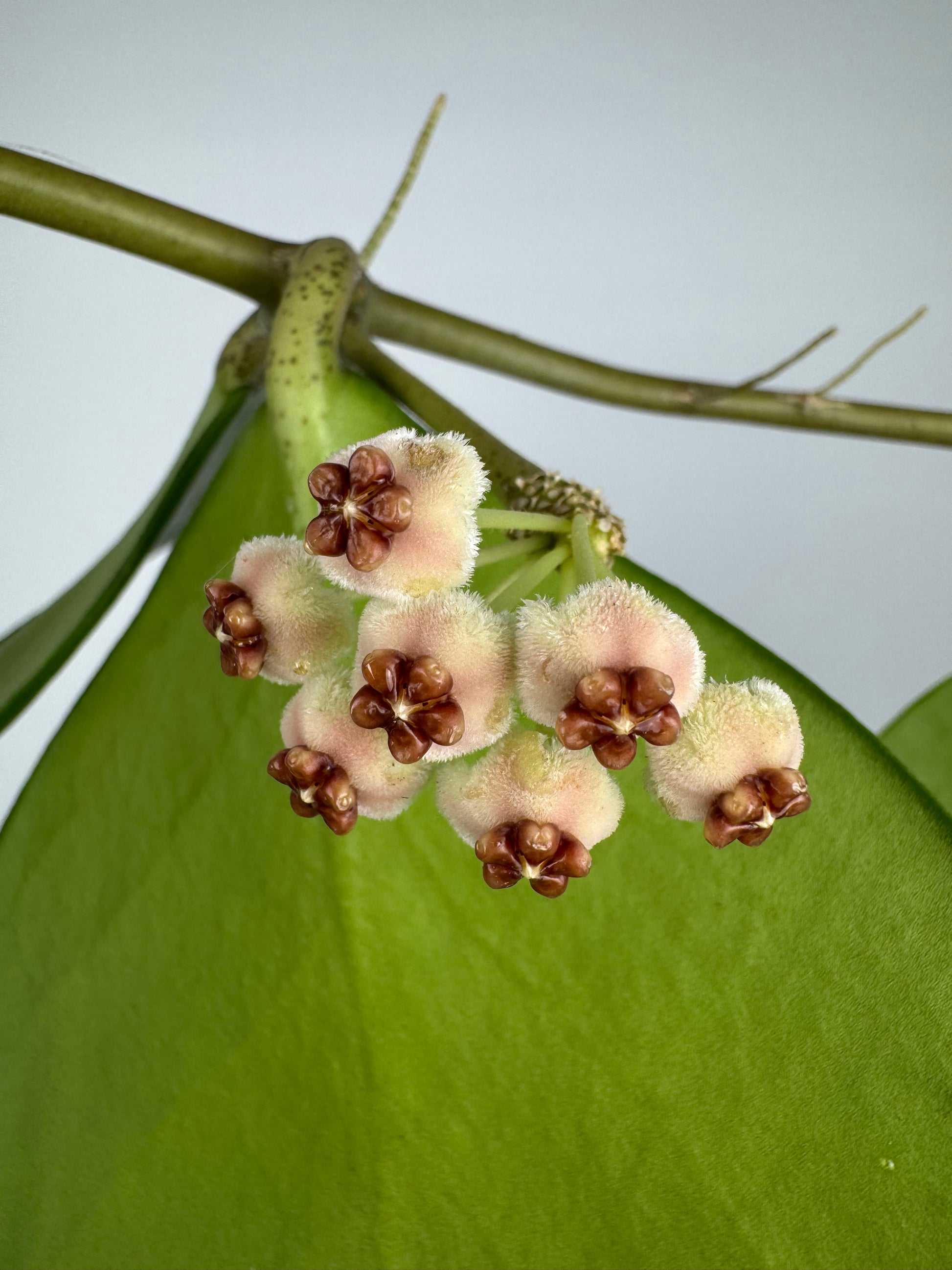 Hoya Kerrii