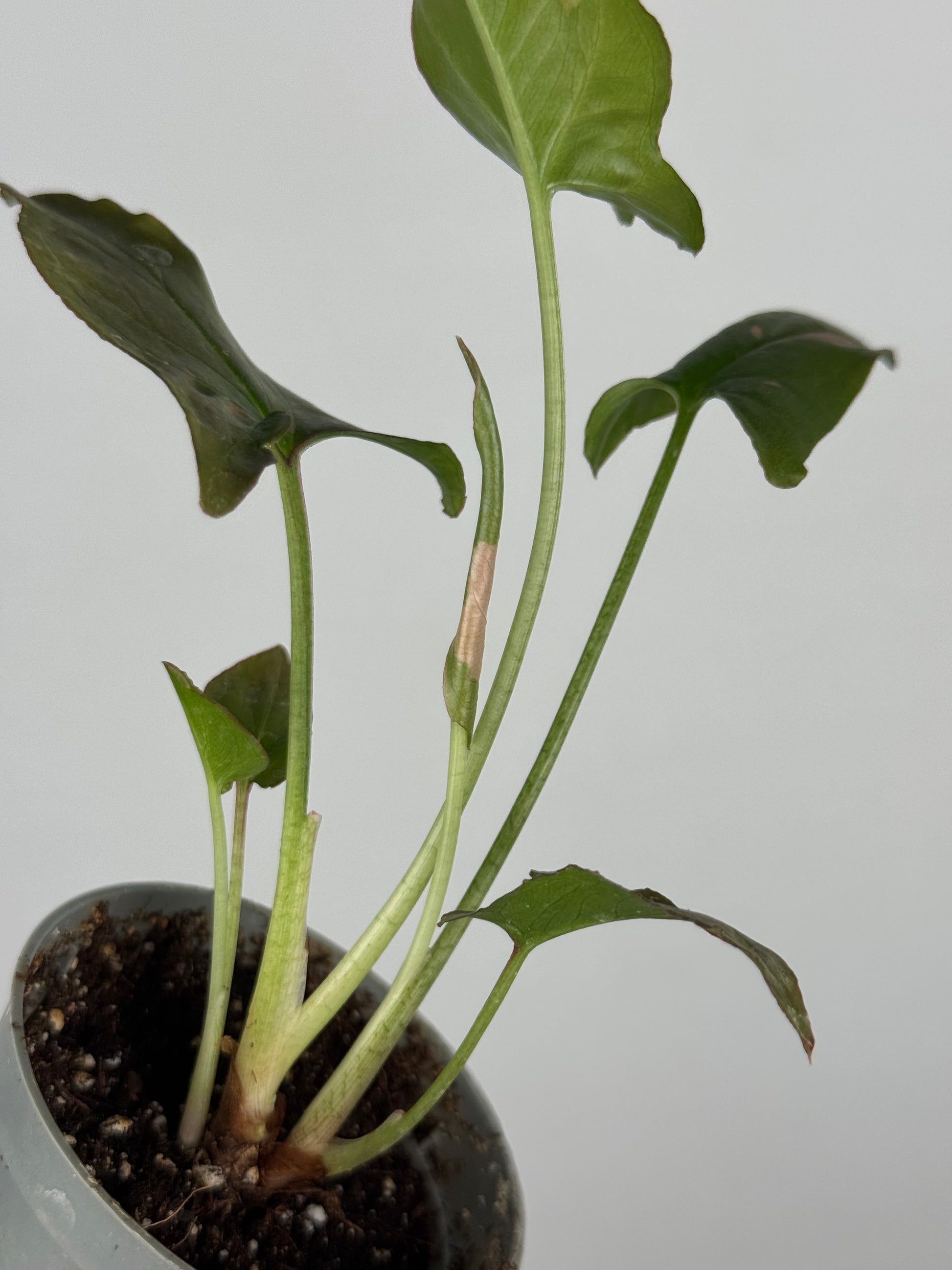 Syngonium Pink Splash | Tito