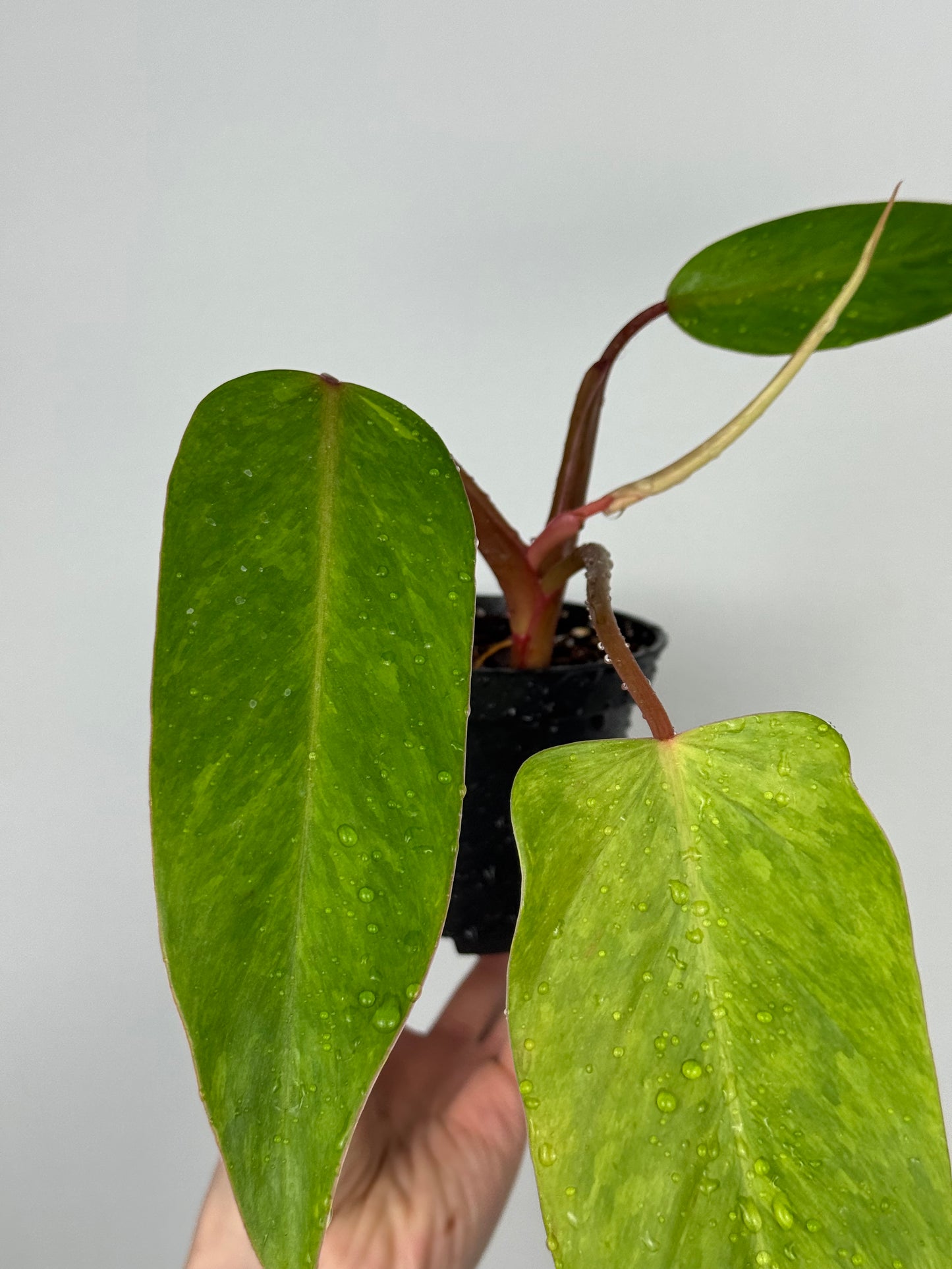 Philodendron Painted Lady | Jamie