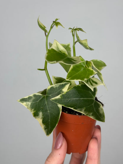 Senecio macroglossus 'Variegatus'