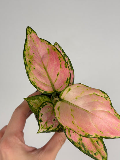 Aglaonema Red Valentine