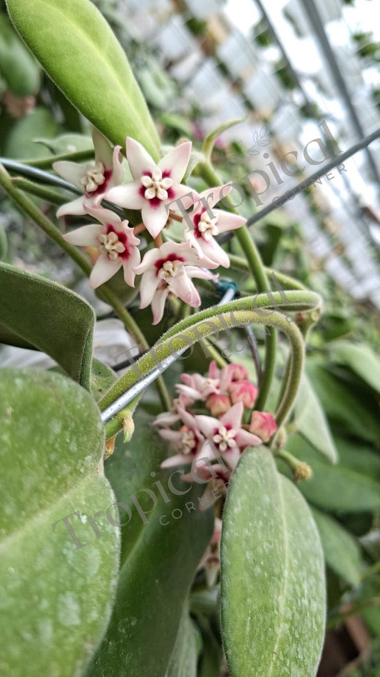 Hoya Calycina Hoya Tropical Corner