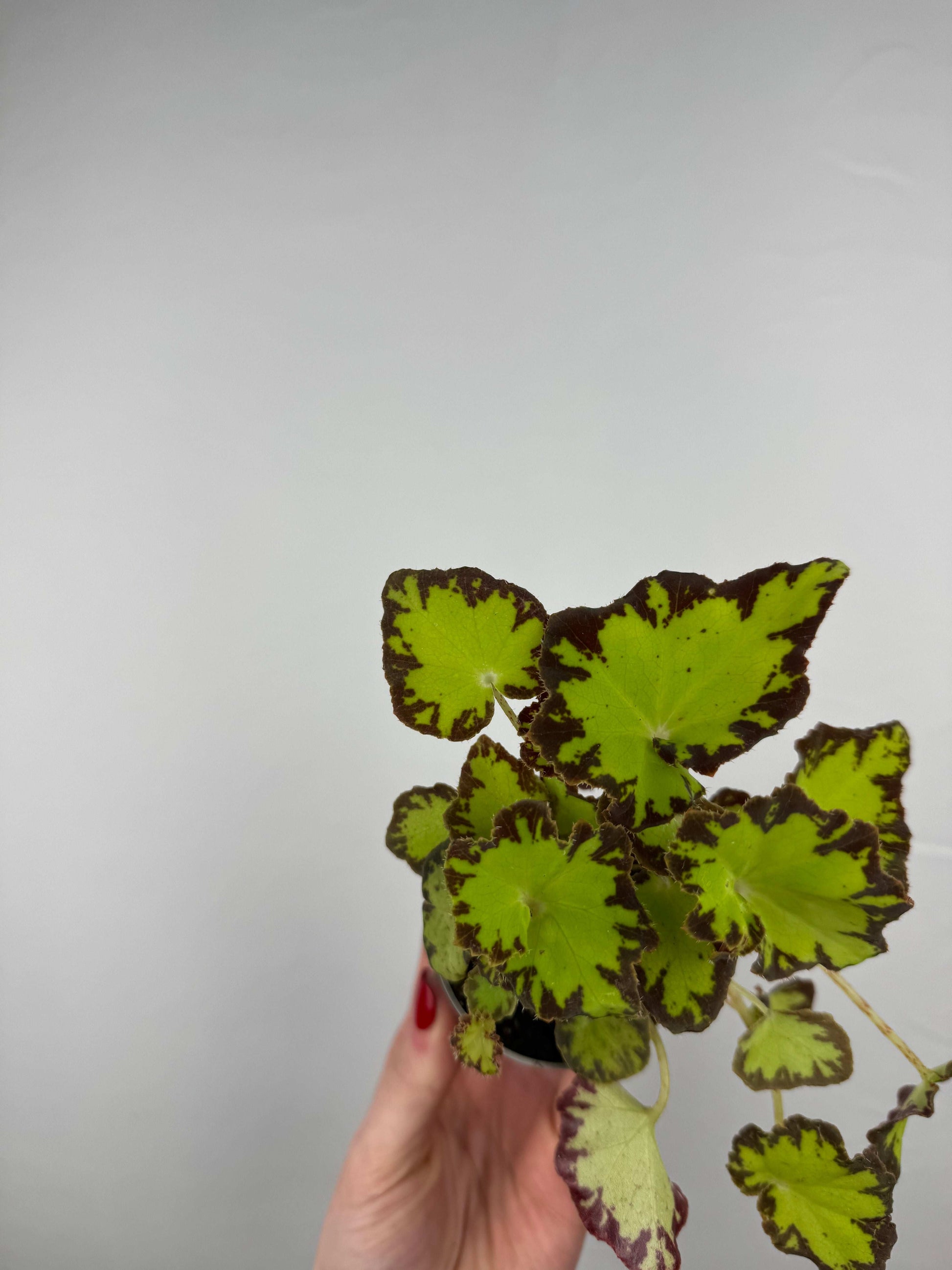 Begonia Bowerae “Red Jive”