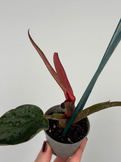 Philodendron Pink Bikini | Taki