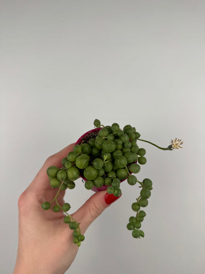 Senecio Rowleyanus