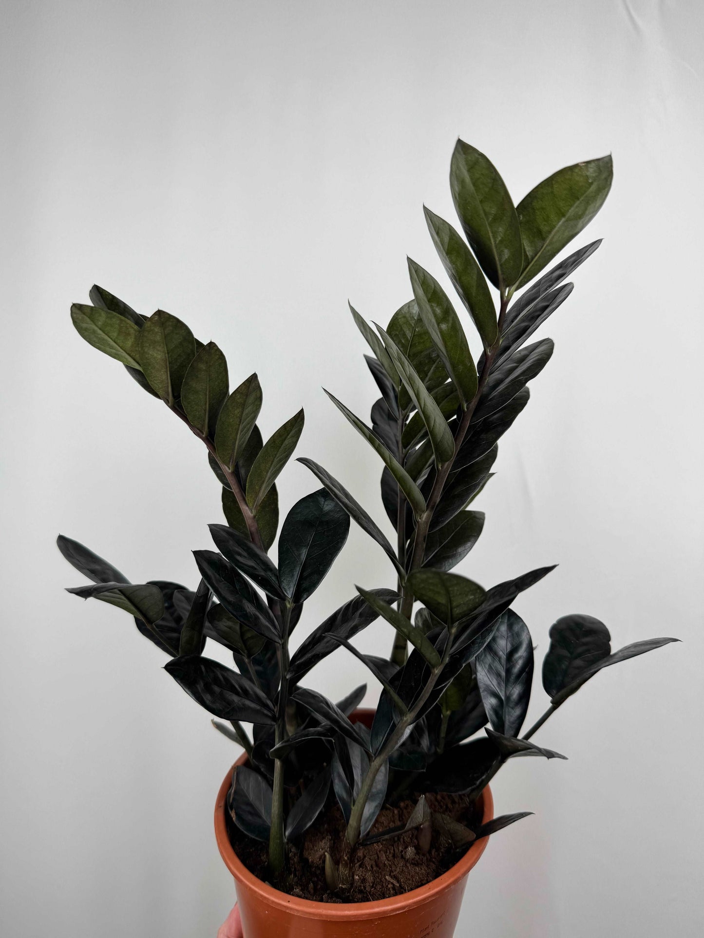 Zamioculcas “Black Raven”