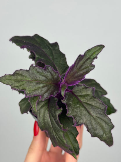 Gynura Aurantiaca “Purple passion”