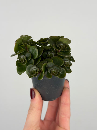 Sedum makinoi 'Tornado'