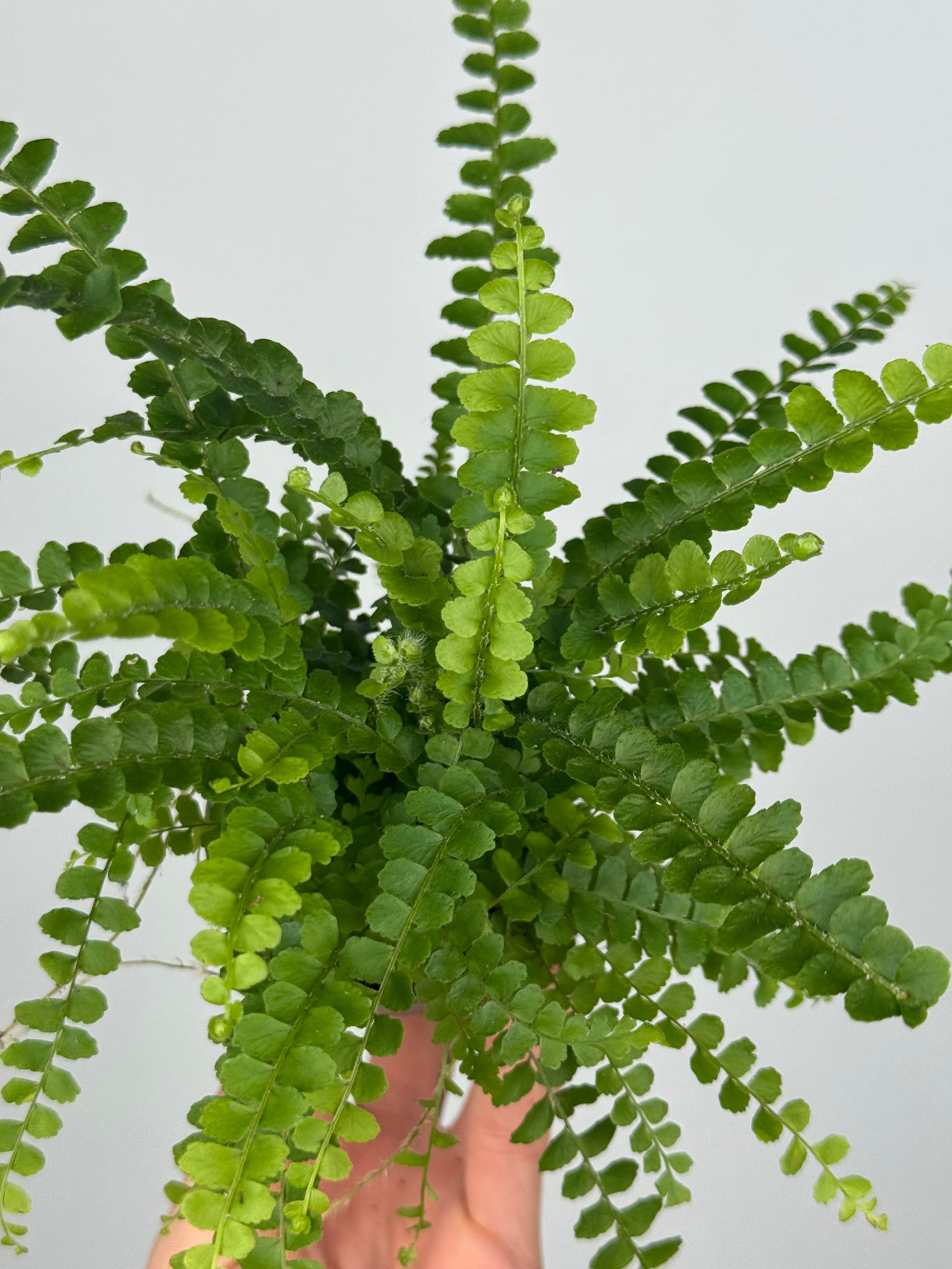Nephrolepis cordifolia “Duffy”