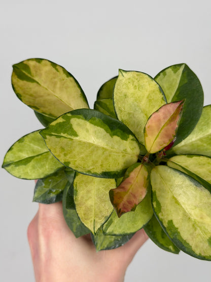 Hoya Australis 'Lisa' Hoya Tropical Corner