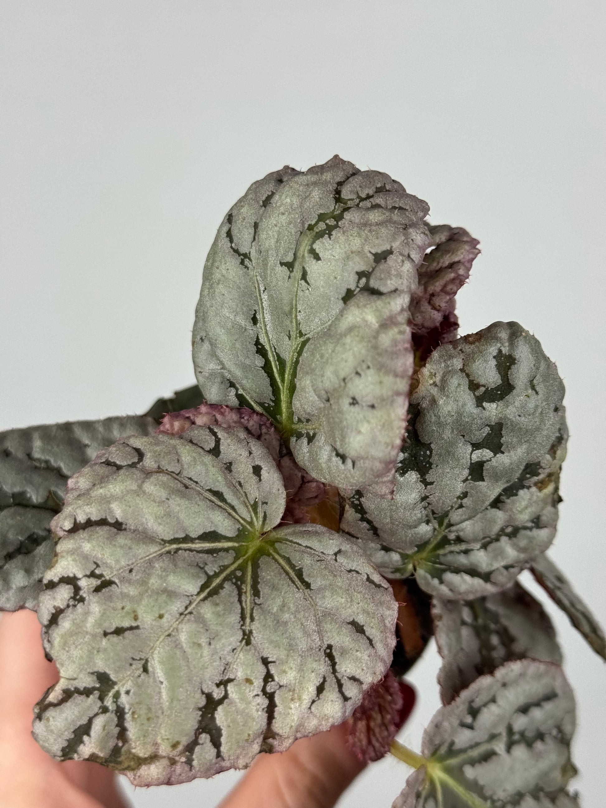 Begonia Rex “Chayo”