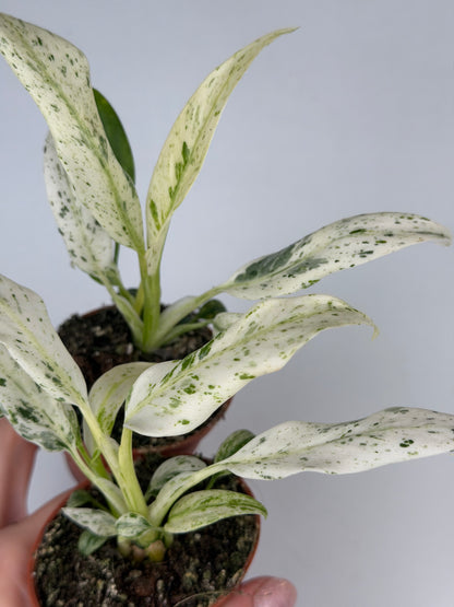 Rhaphidophora Puberula 'Variegata' Rhaphidophora Tropical Corner