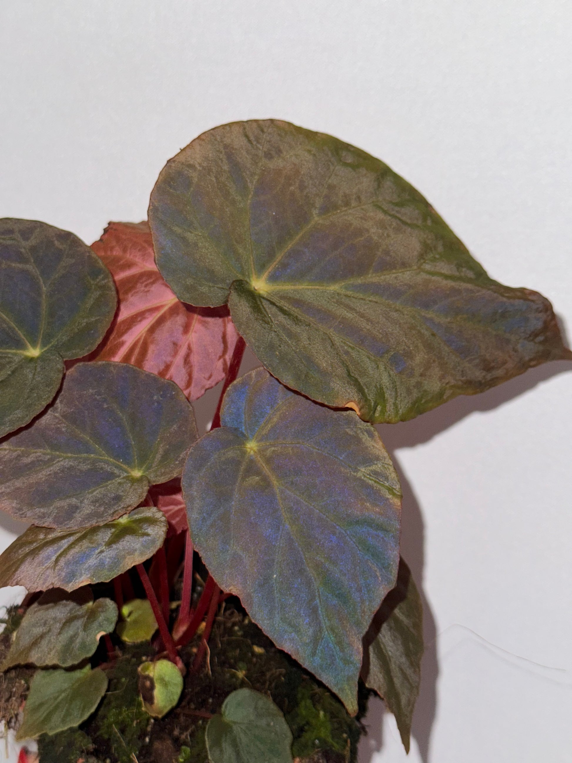Begonia Pavonina