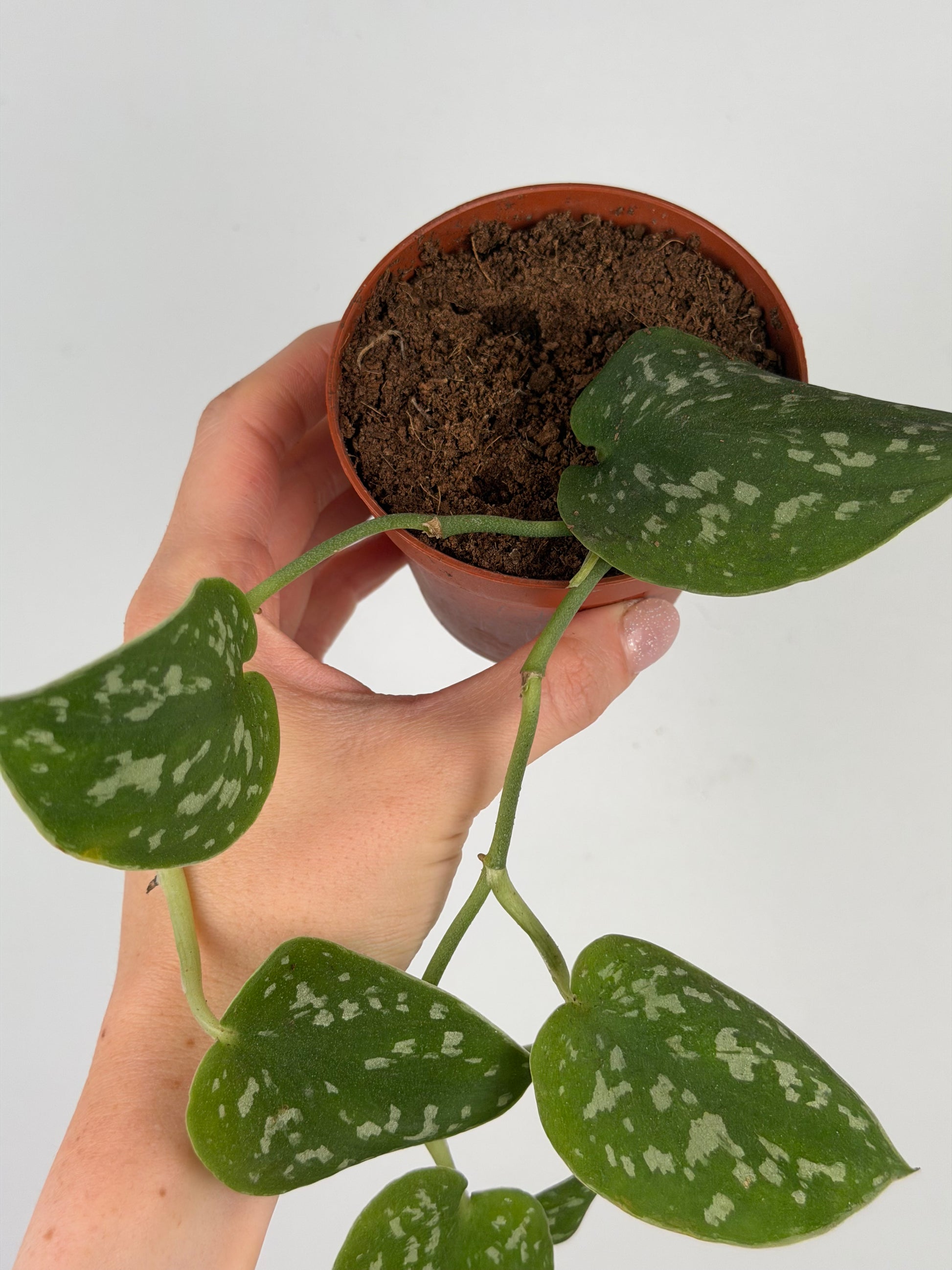 Scindapsus Pictus Argyraeus | Marco Tropical Corner