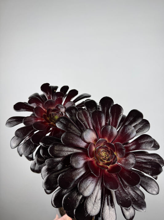 Aeonium Atropurpureum Schwarzkopf “Testa nera”
