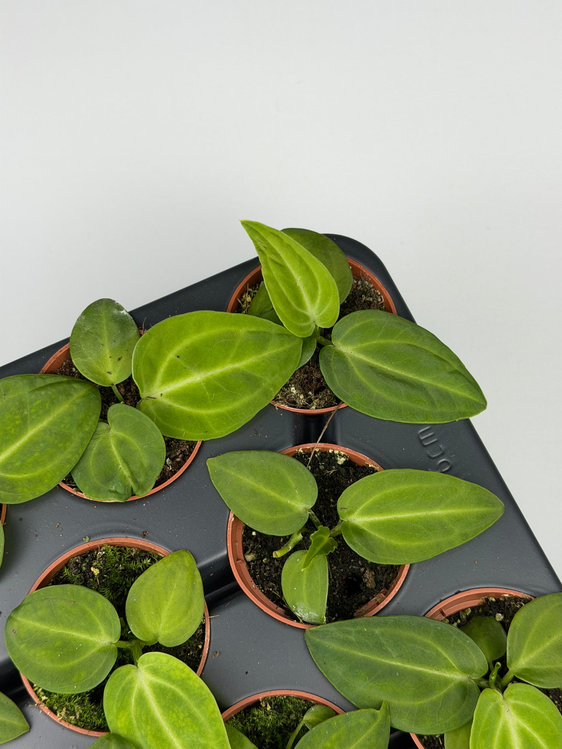 Anthurium Villenaorum Anthurium Tropical Corner