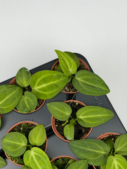Anthurium Villenaorum Anthurium Tropical Corner