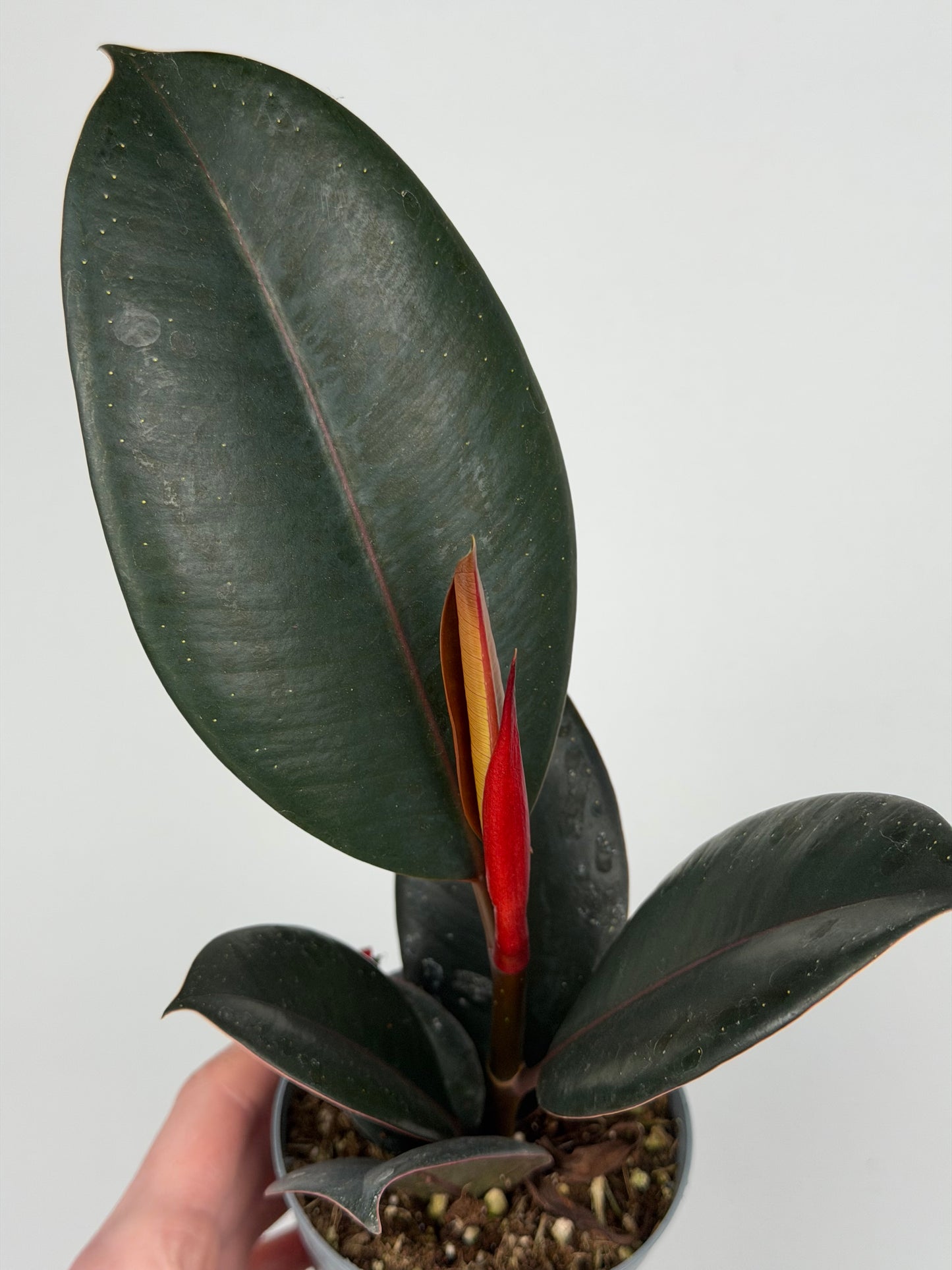 Ficus Elastica “Abidjan”
