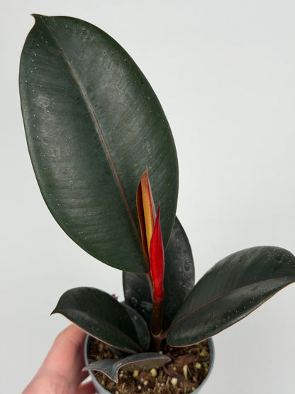 Ficus Elastica “Abidjan”