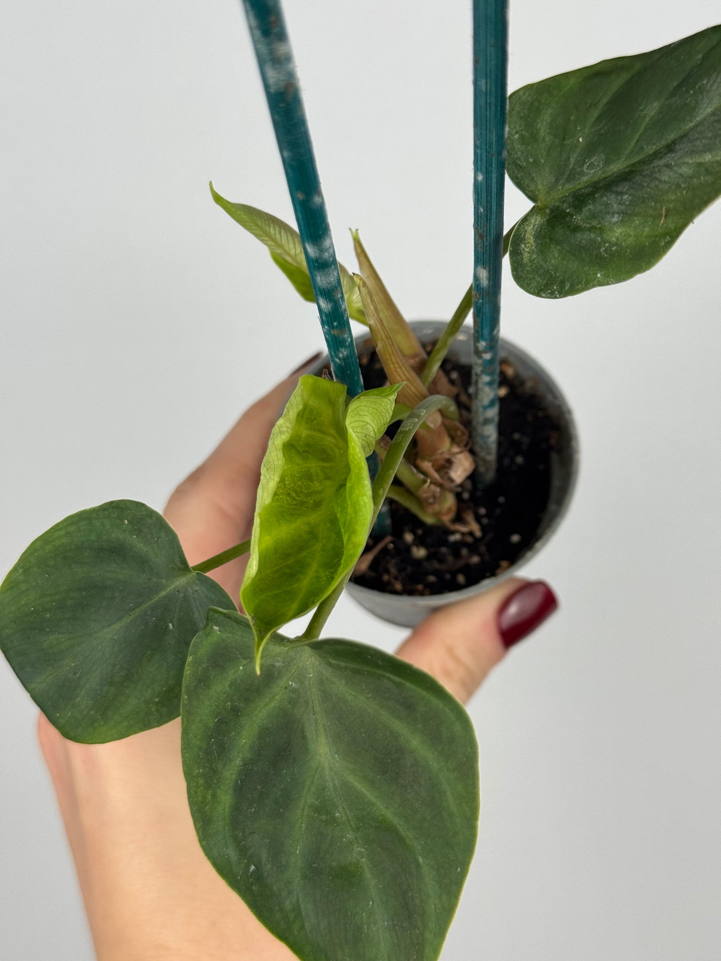 Philodendron El Choco Red | Ash
