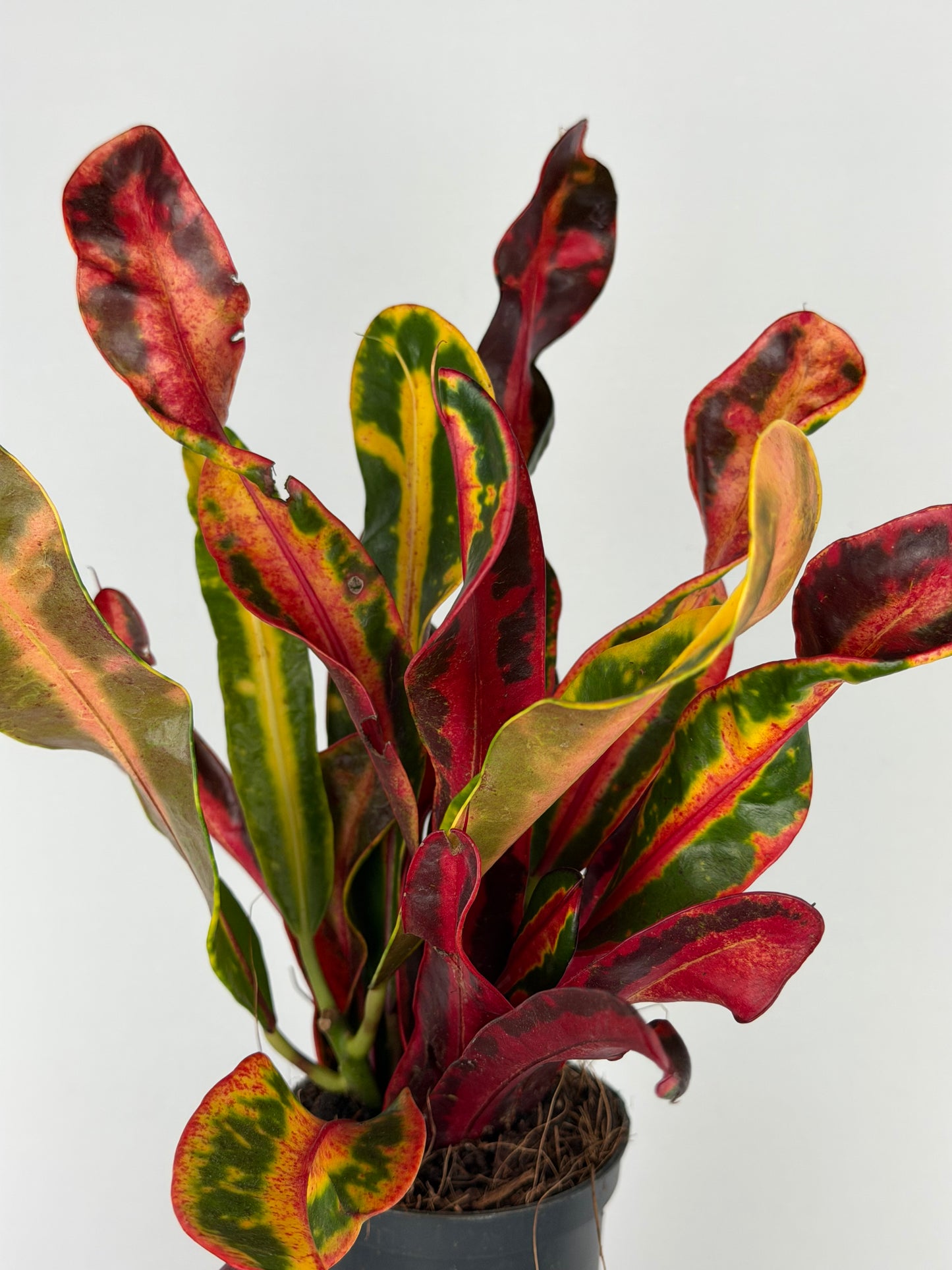 Codiaeum variegatum 'Bush on fire' Codiaeum Tropical Corner