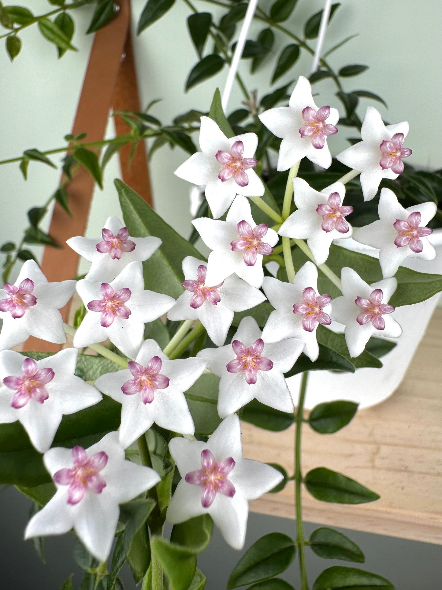 Hoya Bella