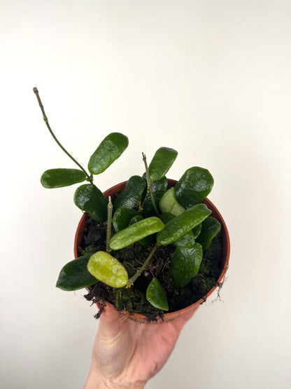 Hoya Rotundiflora