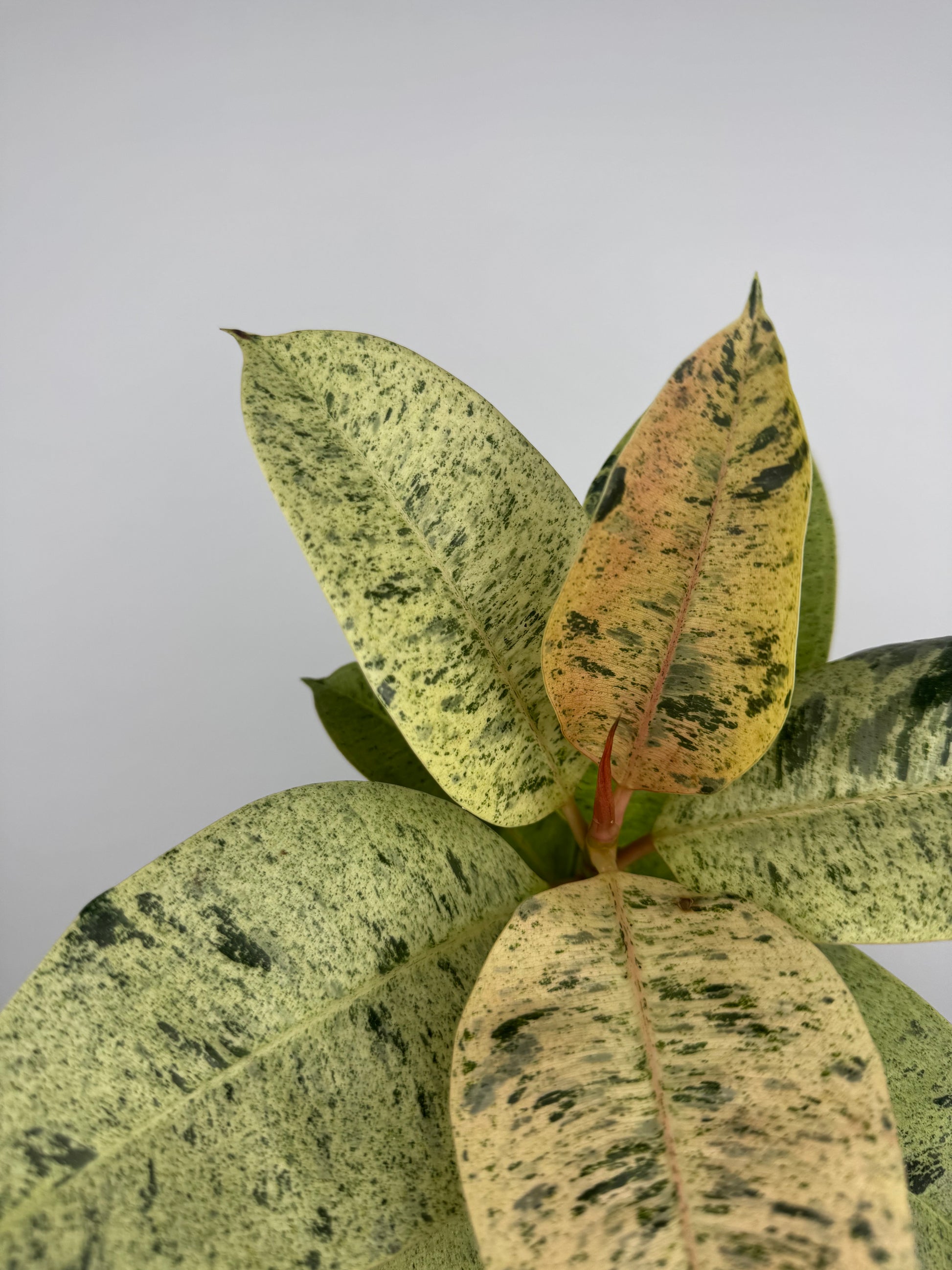 Ficus Shivereana Moonshine