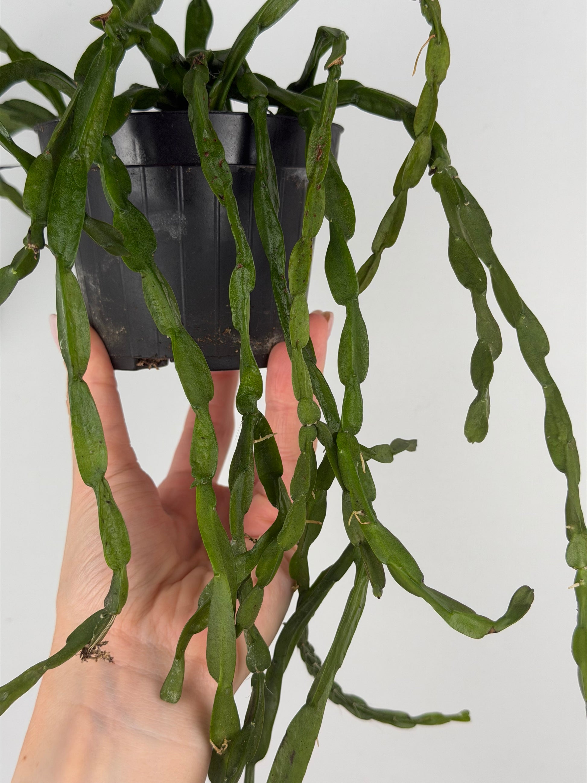 Rhipsalis Paradoxa Tropical Corner