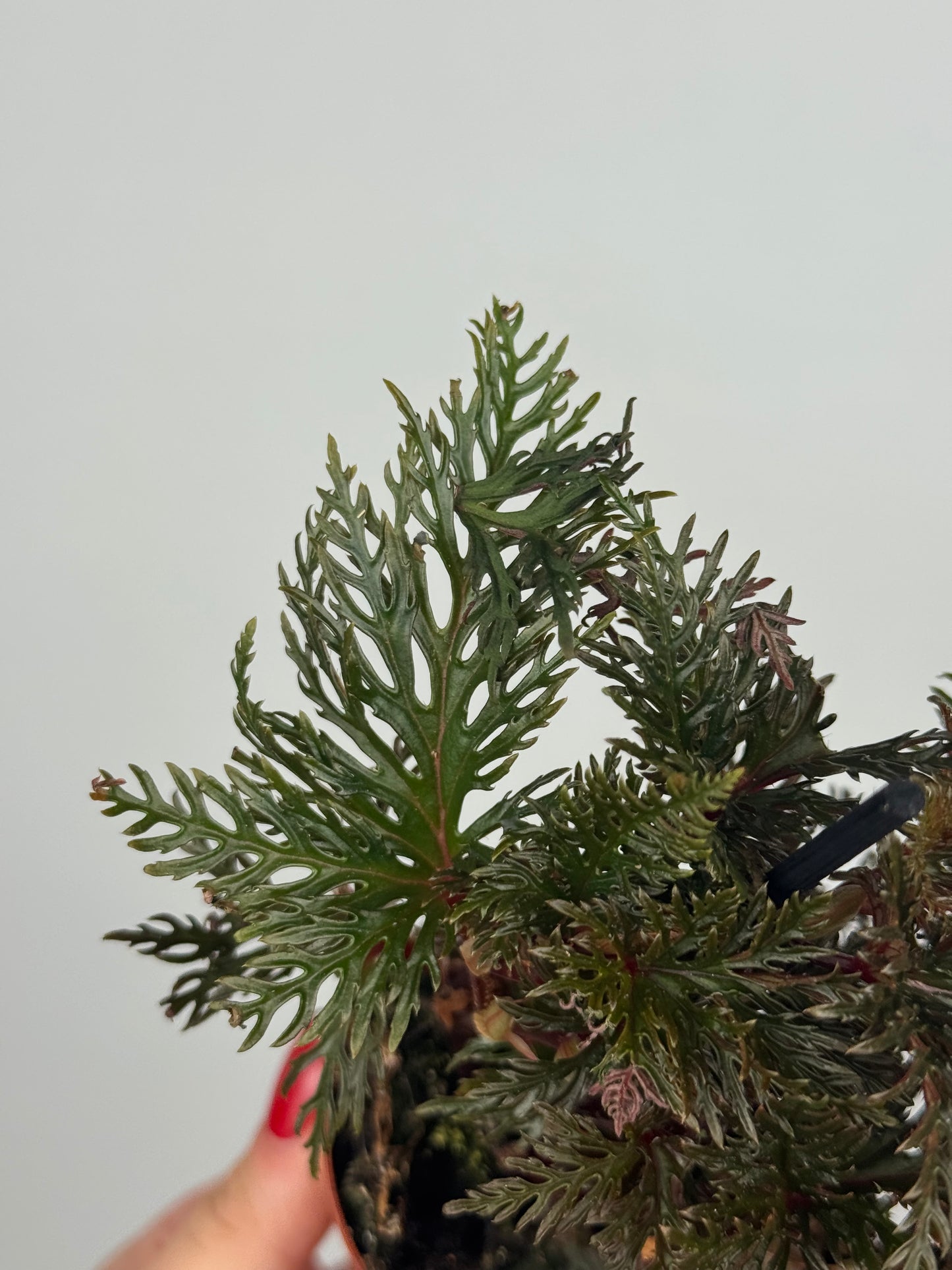 Begonia Bipinnatifida