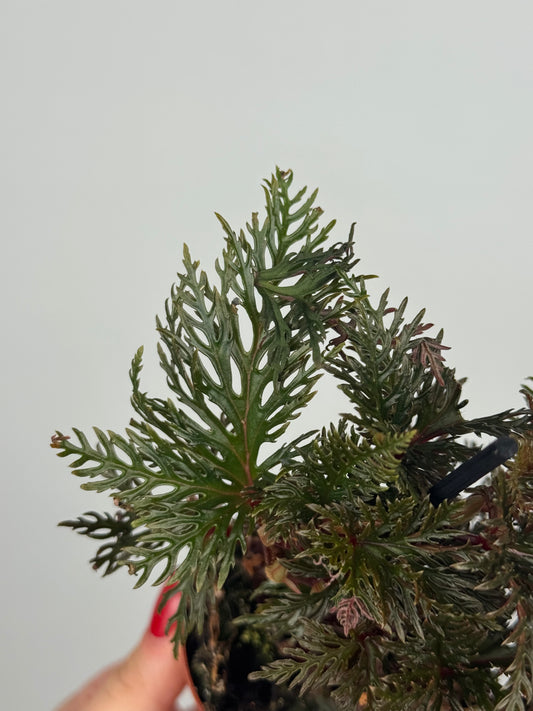 Begonia Bipinnatifida