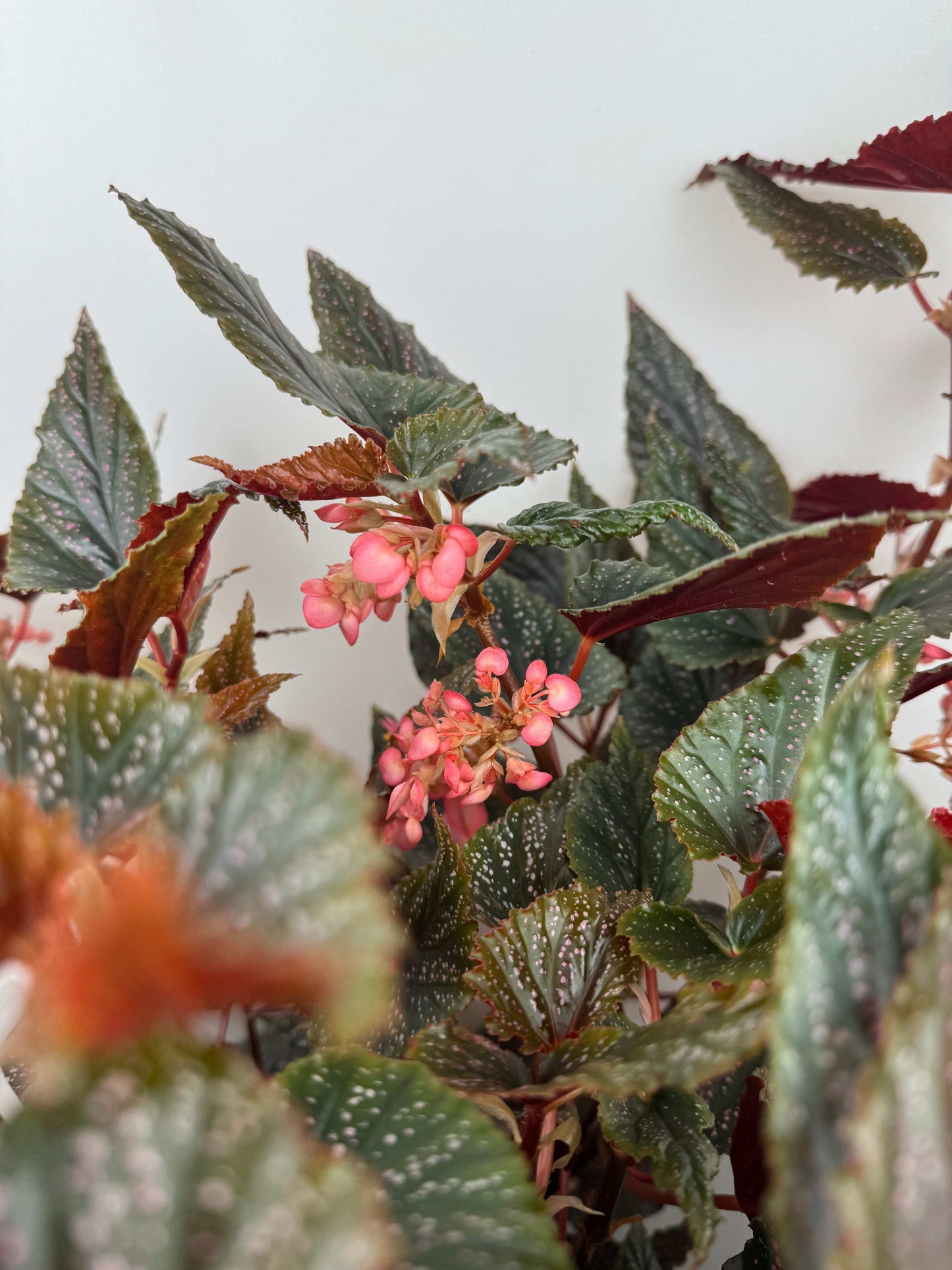 Begonia Maculata Benigo “Pink Spot”