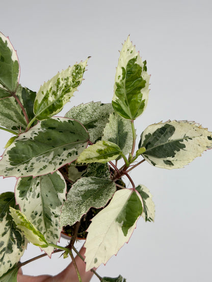 Hibiscus rosa-sinensis 'Variegata' Hibiscus Tropical Corner