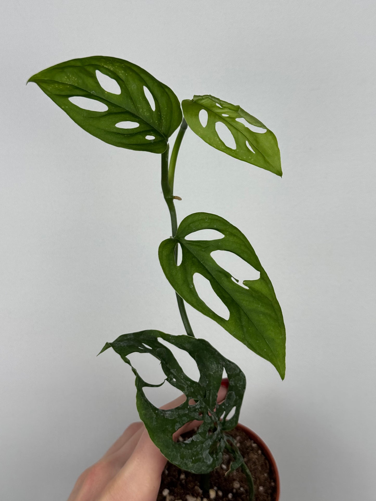 Monstera Adansonii | Indira