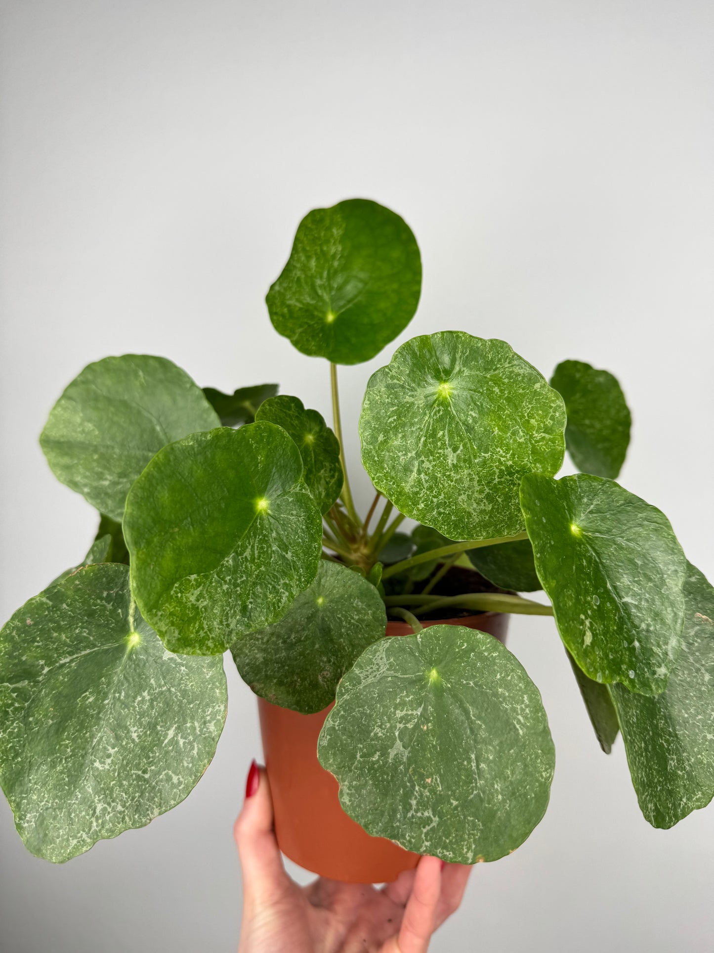 Pilea Peperomioides “Sugar”