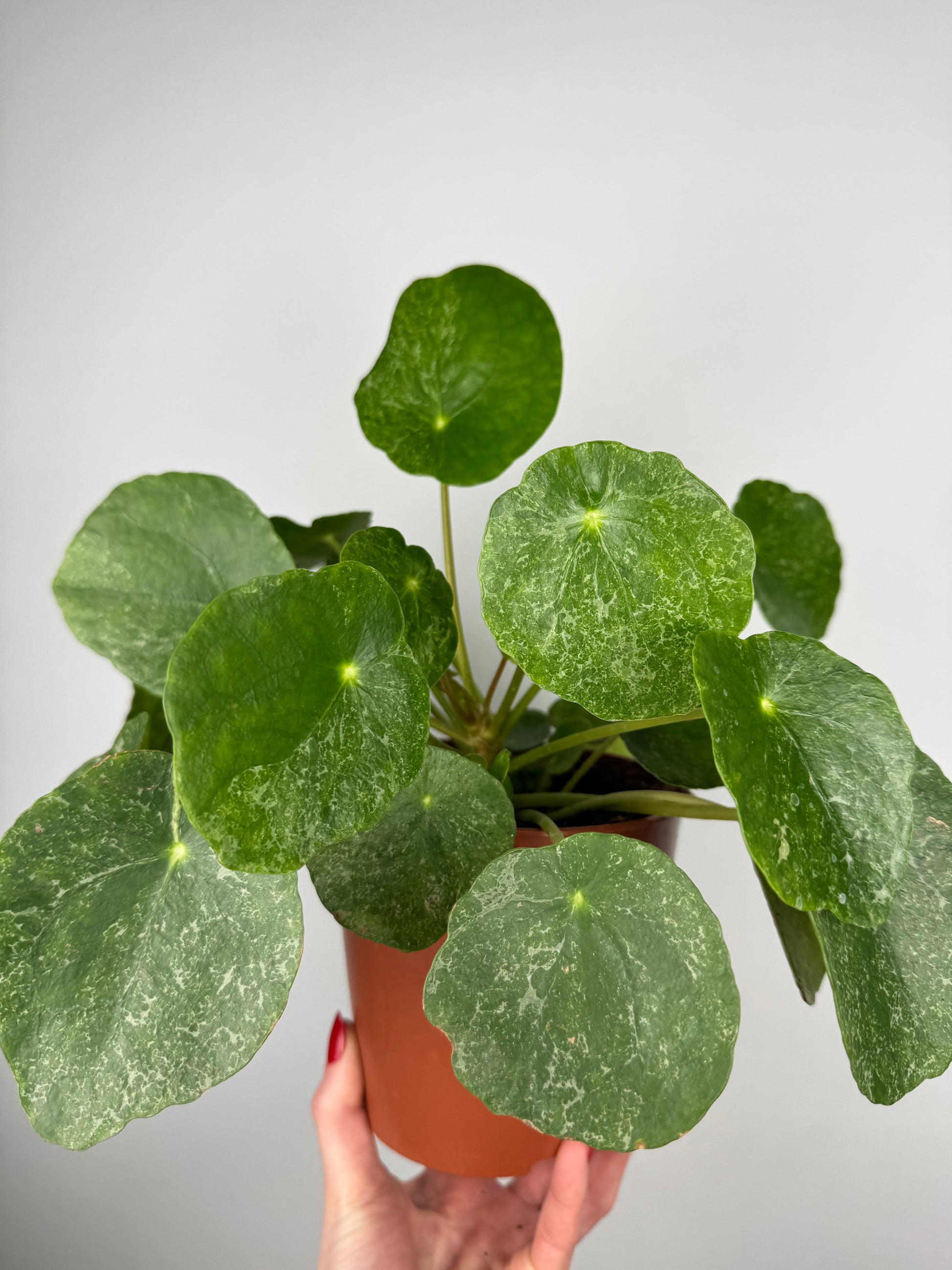 Pilea Peperomioides “Sugar”