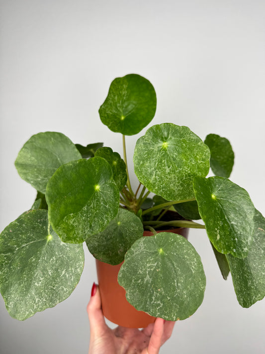Pilea Peperomioides “Sugar”