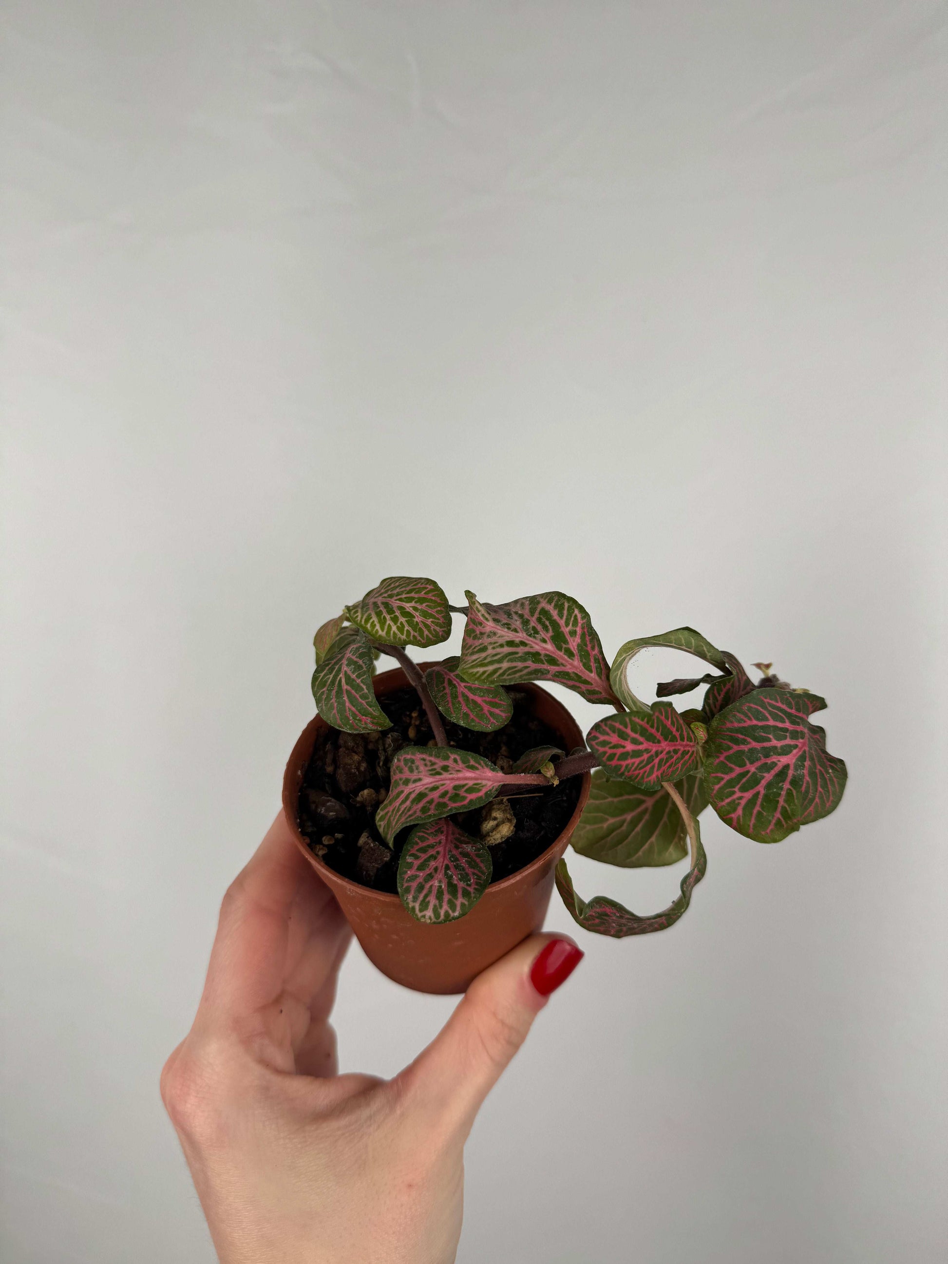 Fittonia “Joly Josan” | Mina
