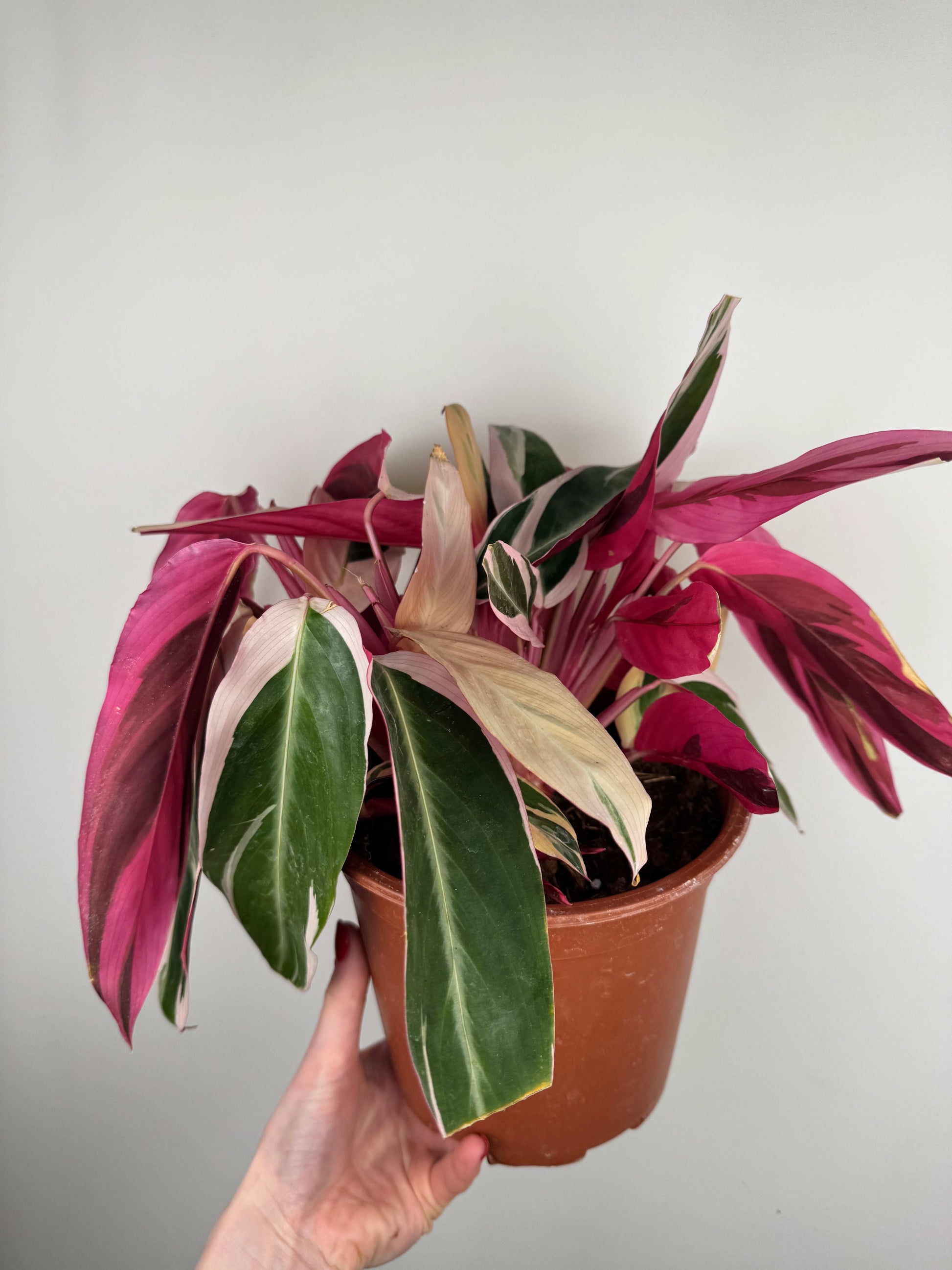 Stromanthe Sanguinea “Triostar” | Valeria