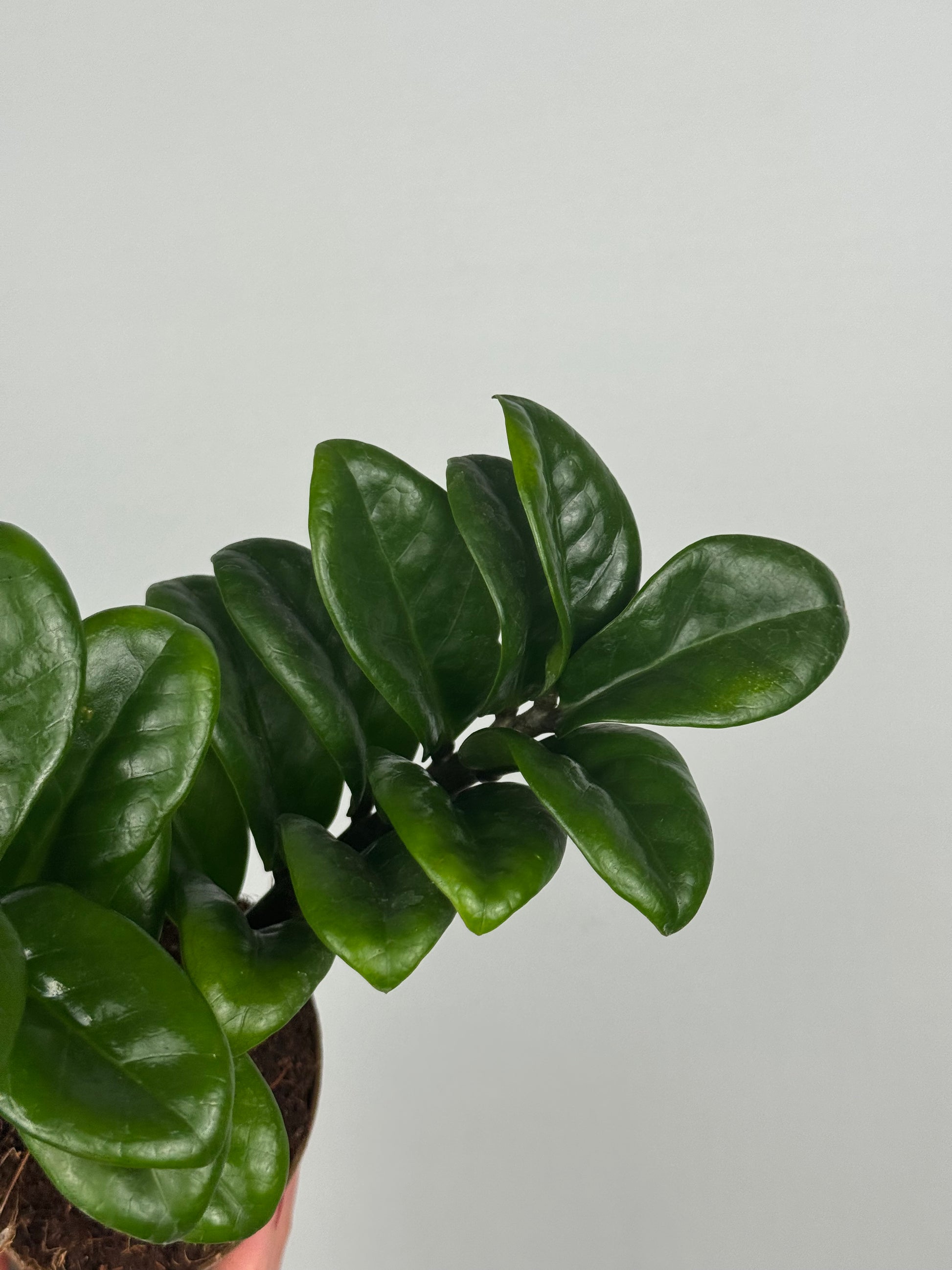 Zamioculcas Zamiifolia “Zenzi”