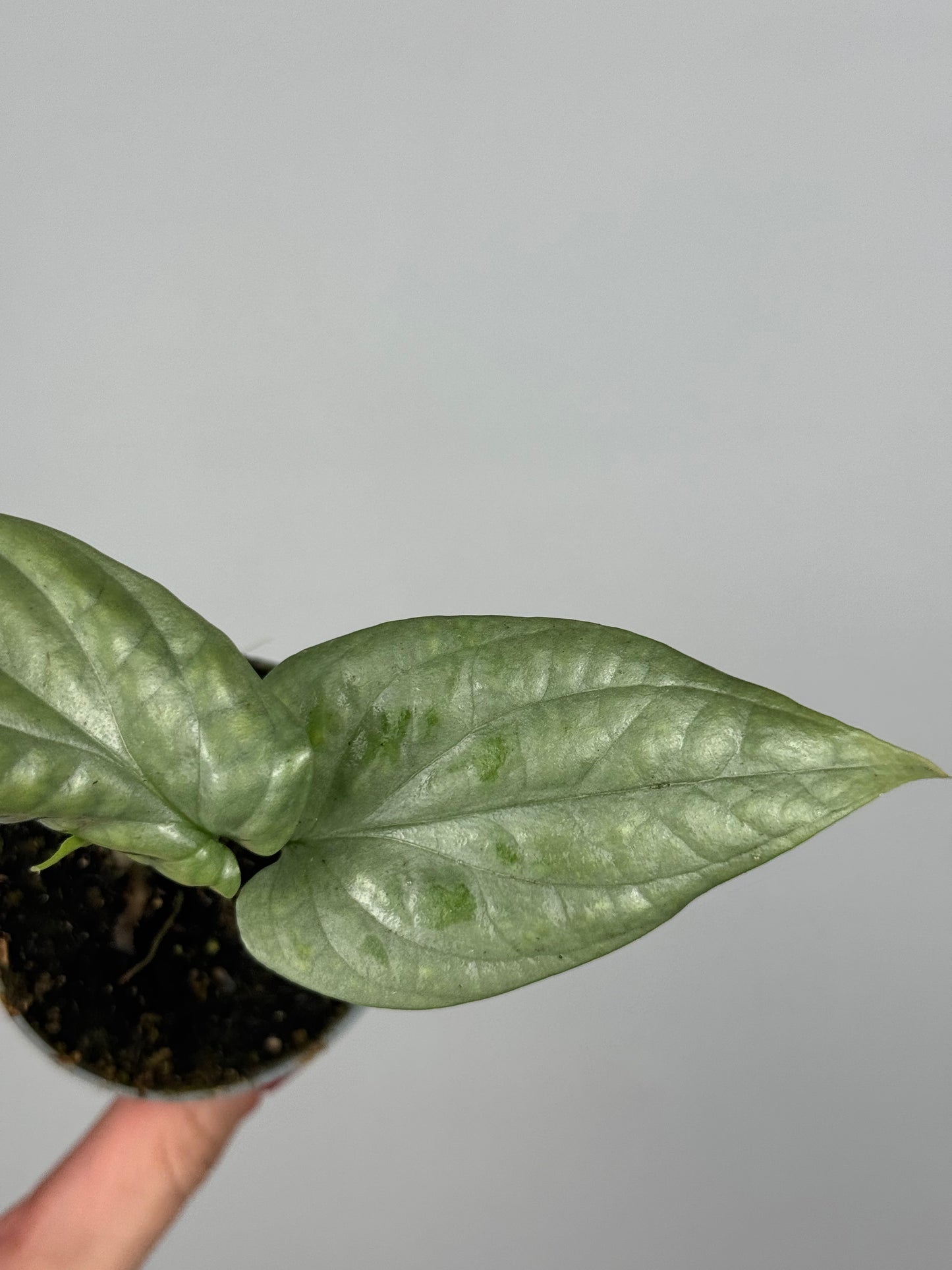 Amydrium Medium Silver