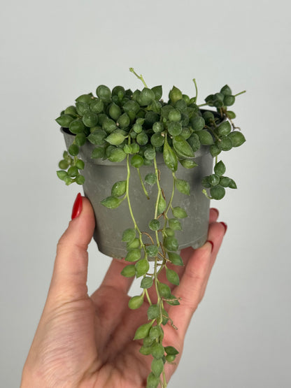 Senecio Herreianus