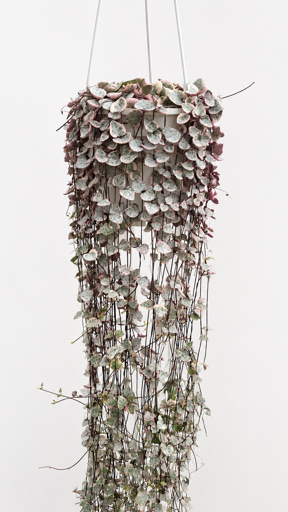 Ceropegia woodii 'Variegata' Ceropegia Tropical Corner "L" 16 cm