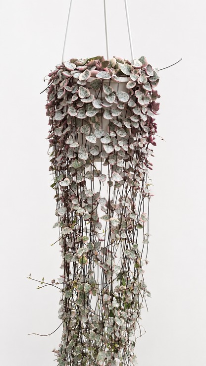 Ceropegia woodii 'Variegata' Ceropegia Tropical Corner "L" 16 cm