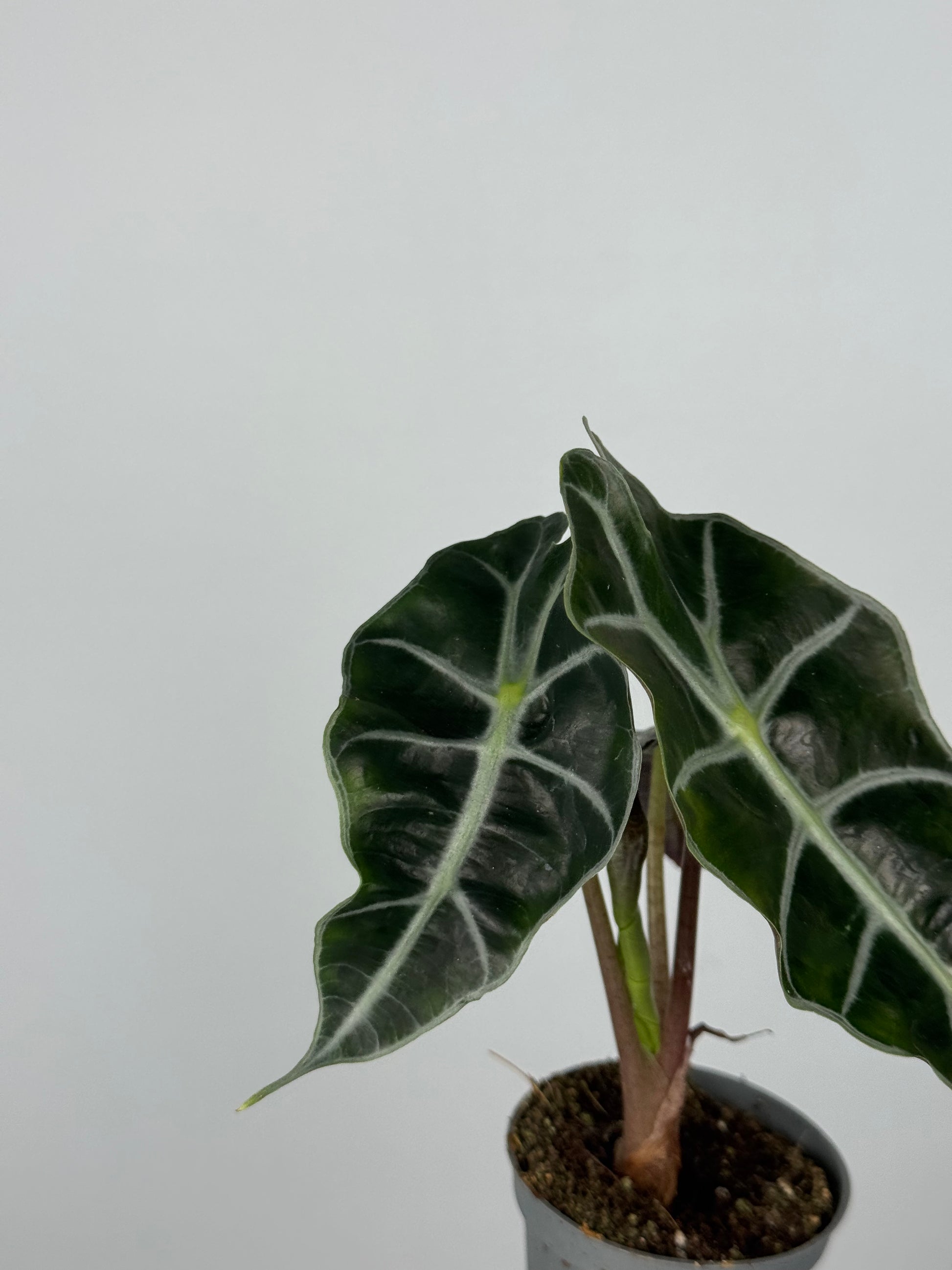 Alocasia Amazonica “Polly”