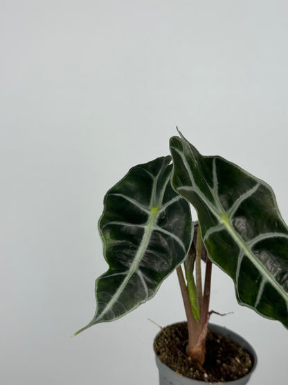 Alocasia Amazonica “Polly”