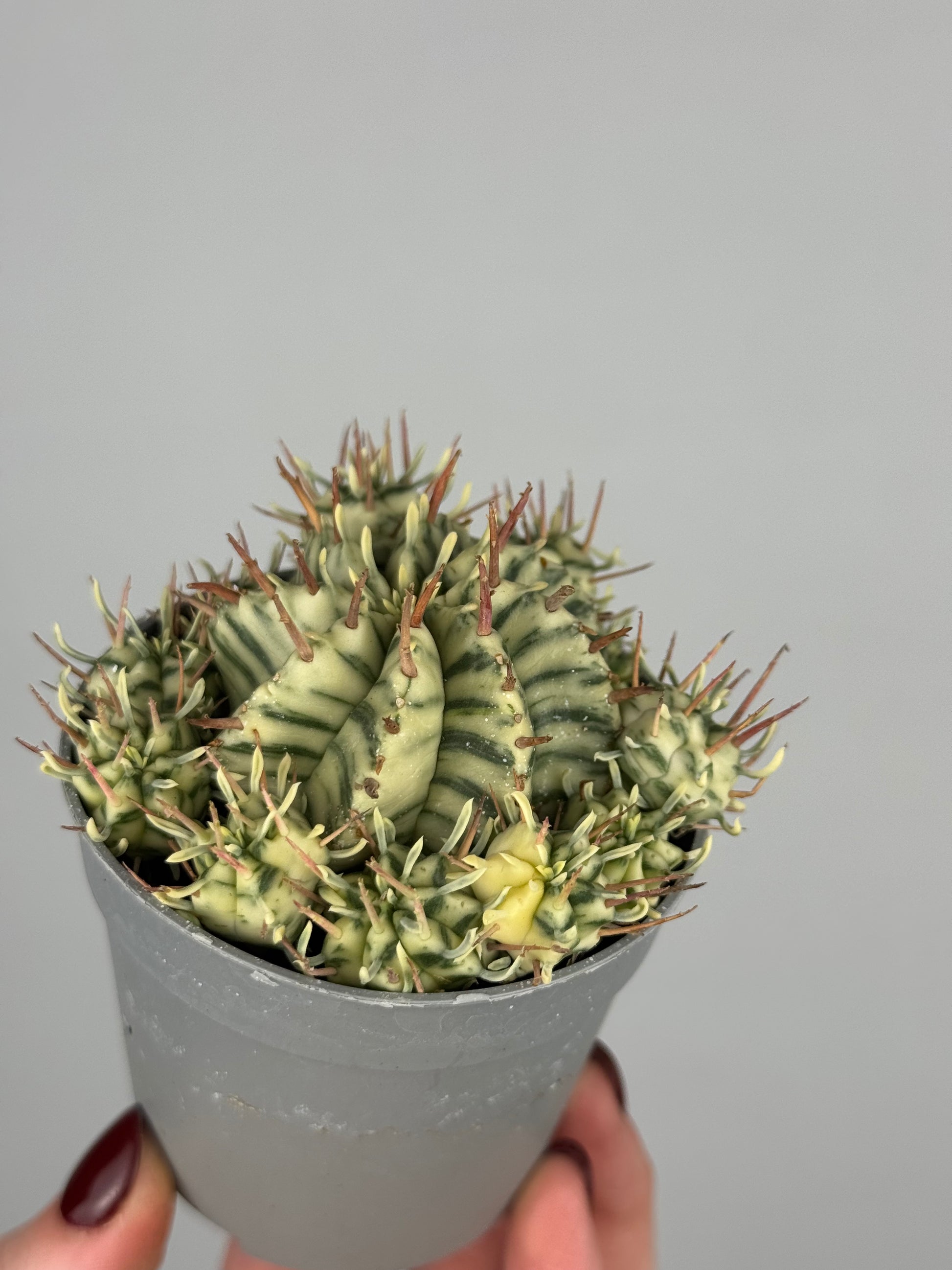 Euphorbia meloformis variegata