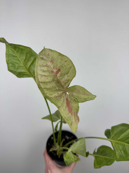 Syngonium Milk Confetti