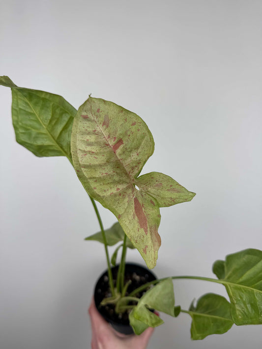 Syngonium Milk Confetti